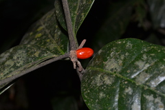 Microtropis wallichiana